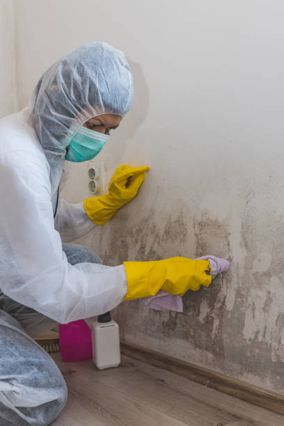 Alhambra, CA Mold Removal Company